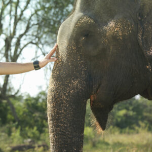 Слоны и человек: ветеринарные аспекты взаимодействия (часть 3)