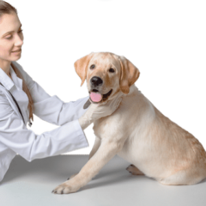 отек легких у собаки симптомы и лечение