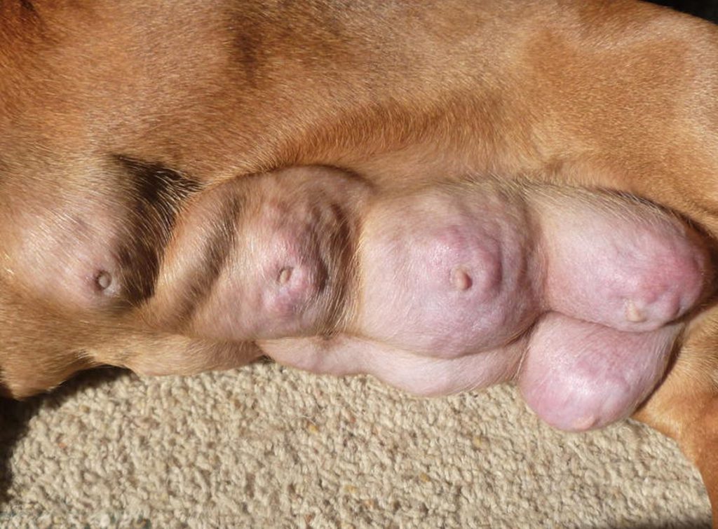 Опухоль молочной железы у собаки