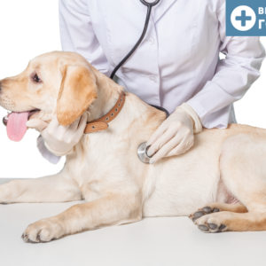 Глистогонное для собак перед прививкой
