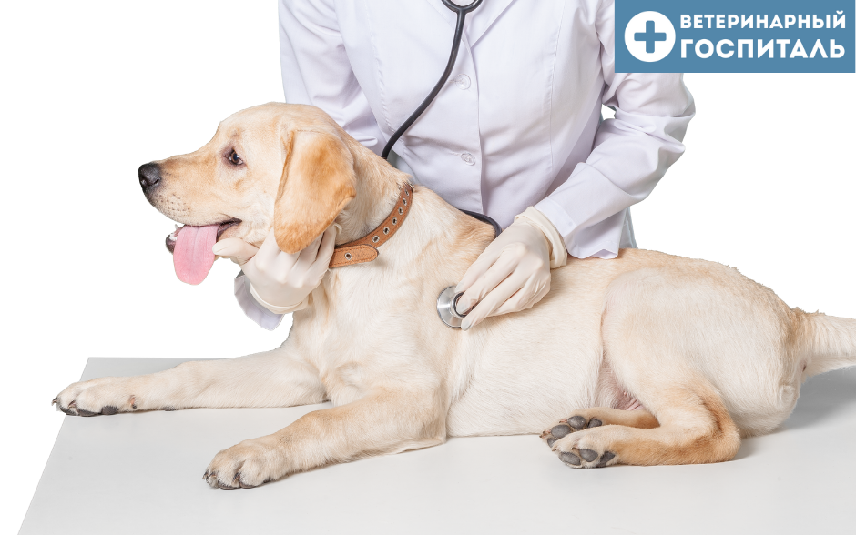 Прививка собаке после глистогонки через сколько