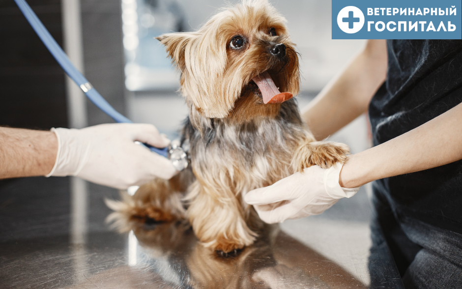 Почему собака ездит на попе - Ветеринарный госпиталь