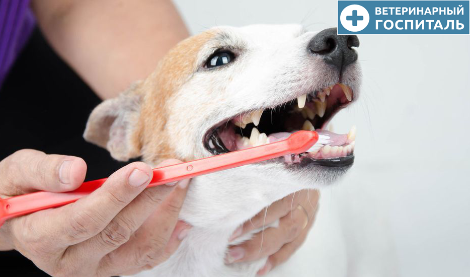 Зачем собаке чистить зубы?