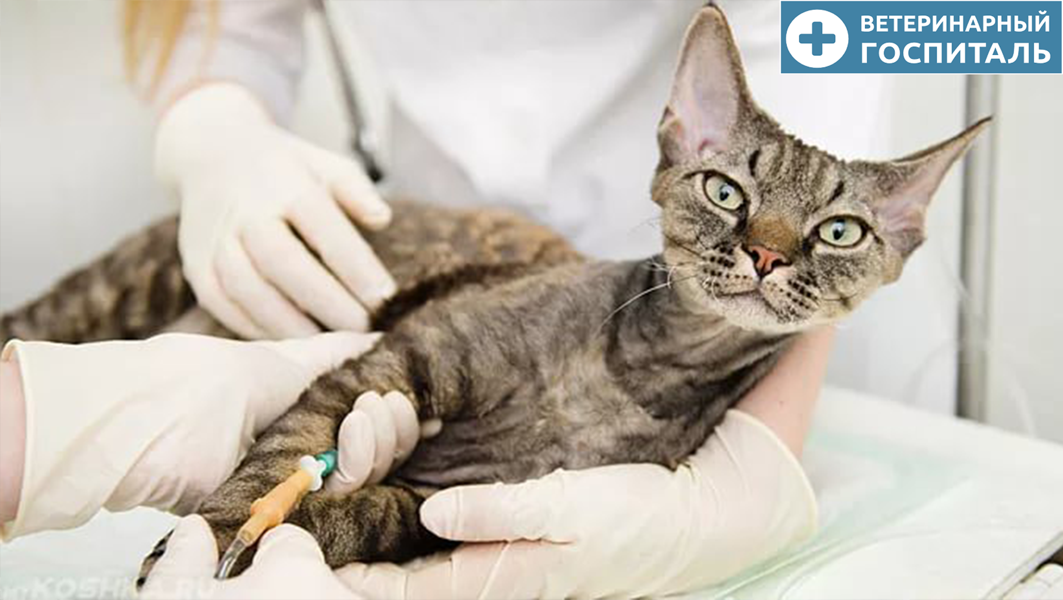болезни кошек и лечение фото