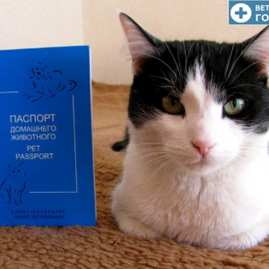 Сделать ветеринарный паспорт кошке