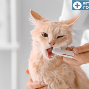 Чистка зубов у кота