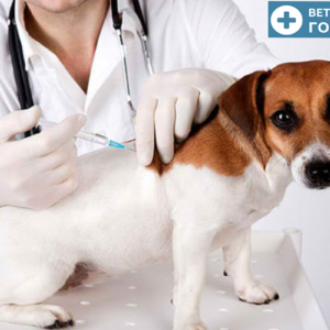 Прививка от клещей для собак