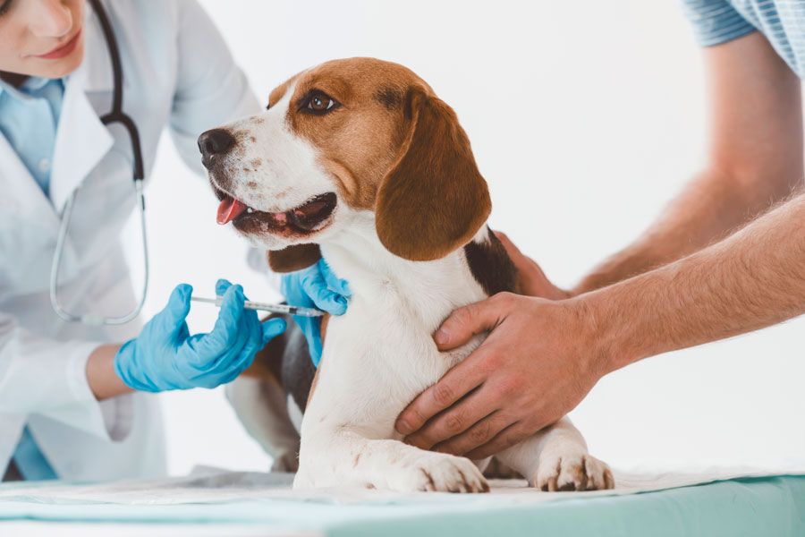 Прививка собаке от чумы