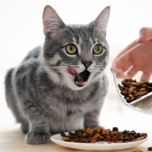 5 принципов правильного питания кошек