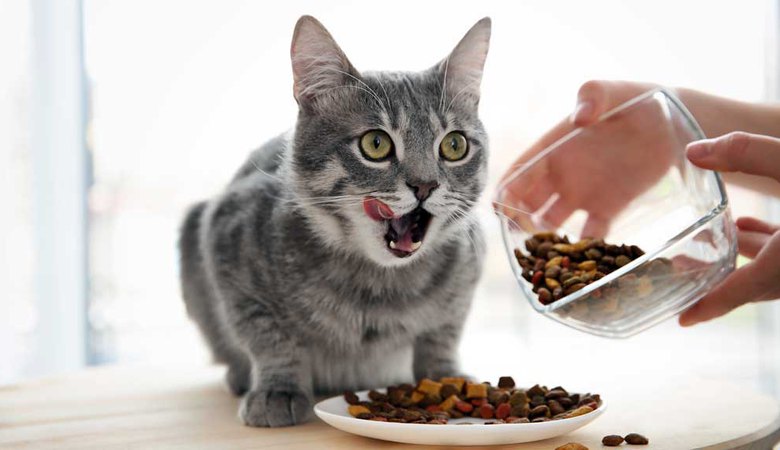 5 принципов правильного питания кошек