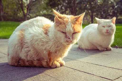 8 симптомов ВИК (FIV) или вирус иммунодефицита у котов