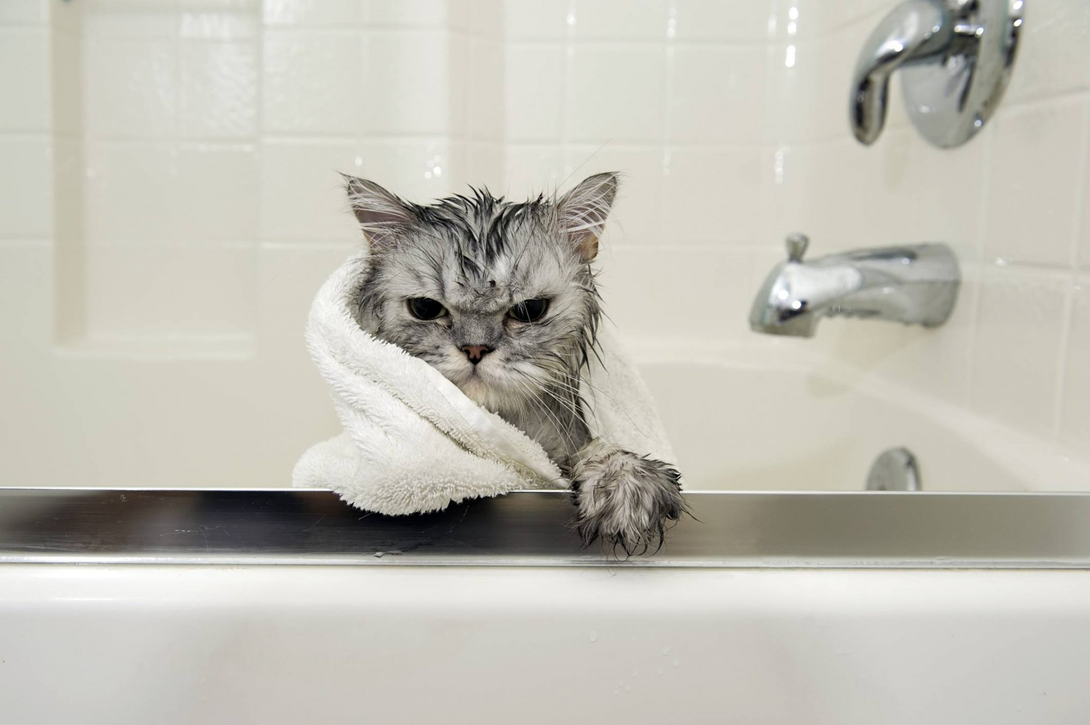 Как вымыть кота? 5 советов владельцам