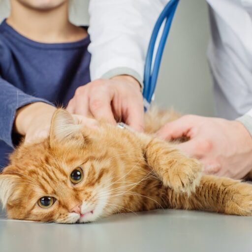 10 Болезней кошек симптомы, лечение и профилактика