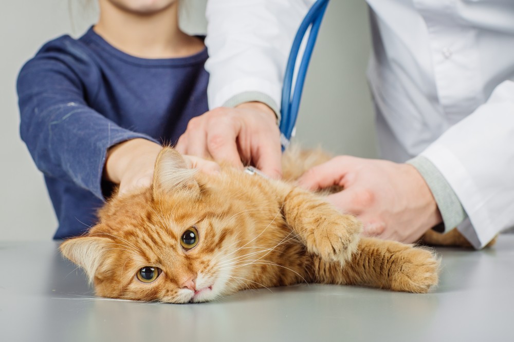10 Болезней кошек симптомы, лечение и профилактика