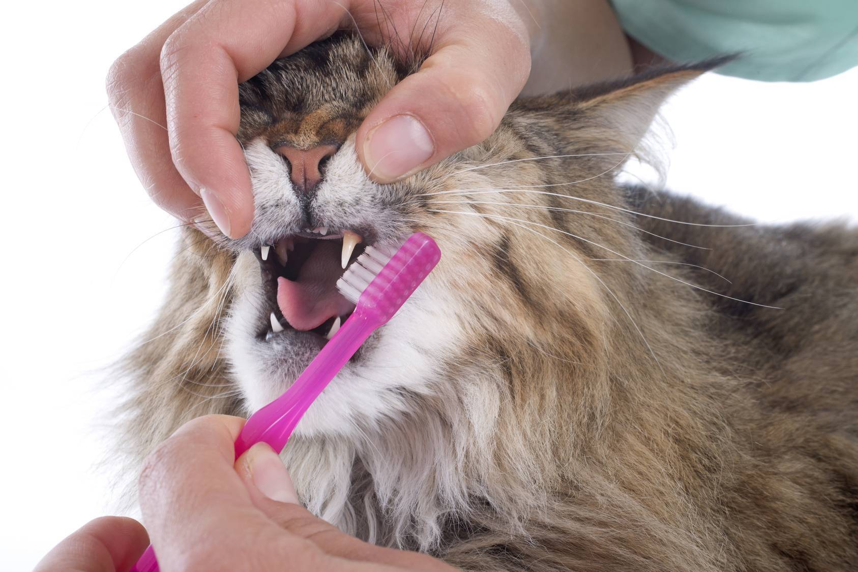 Как ухаживать за зубами и ушами у кошек? 5 советов новичку