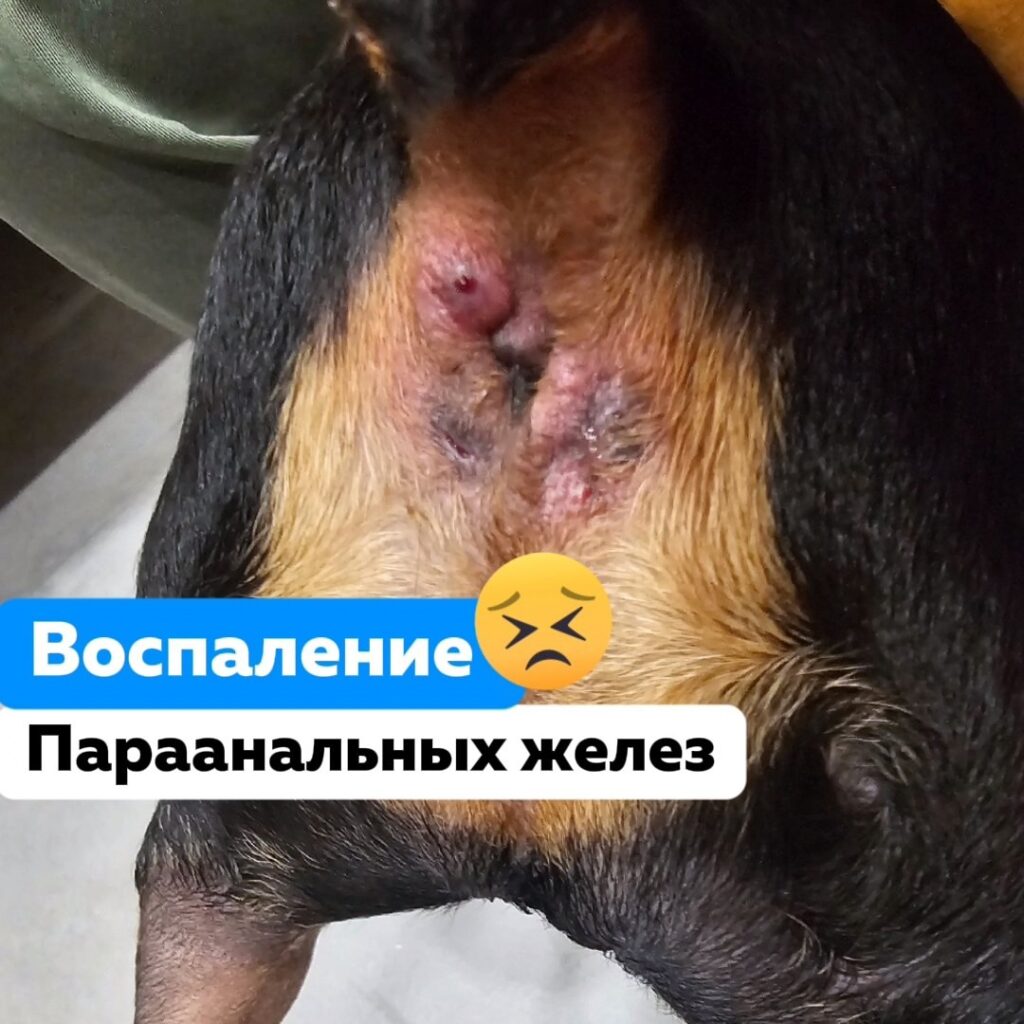 Воспаление параанальных желез у собак: причины, симптомы и лечение 1 Воспаление параанальных желез у собак: причины, симптомы и лечение