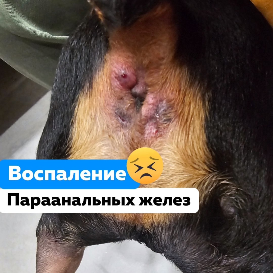 Воспаление параанальных желез у собак: причины, симптомы и лечение