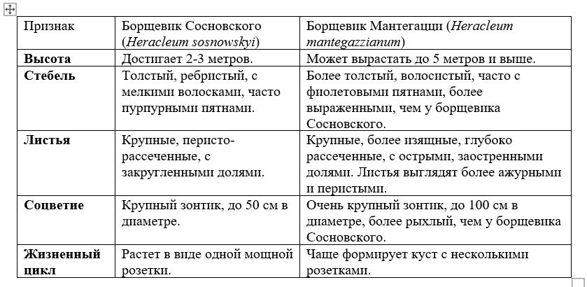 Опасные растения: чем страшны борщевики Сосновского и Мантегацци для животных?
