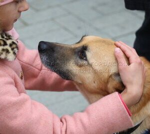 Тепловой стресс осенью: как защитить питомца от переохлаждения