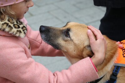 Тепловой стресс осенью: как защитить питомца от переохлаждения
