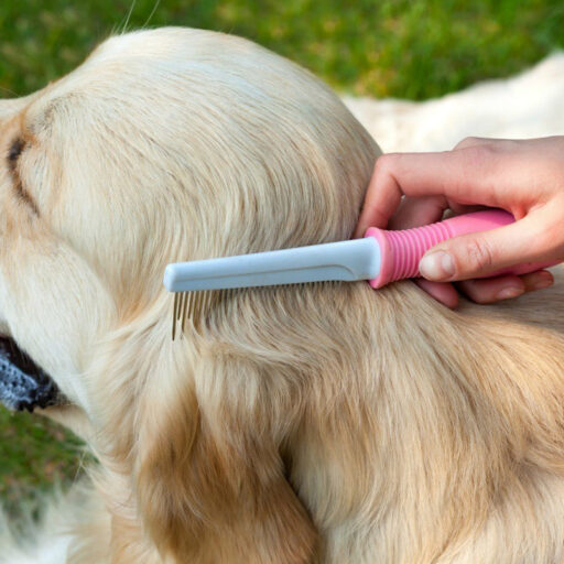 Осенний уход за шерстью: как правильно ухаживать за шерстью домашних животных осенью