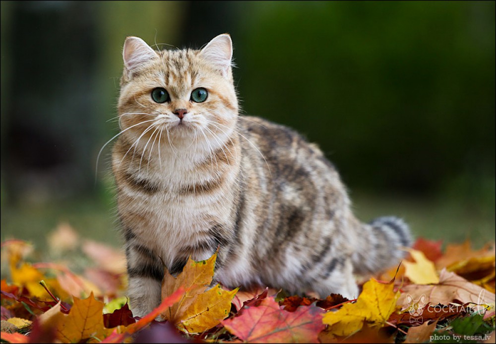 Аллергии у собак и кошек в осенне-зимний период: симптомы и лечение