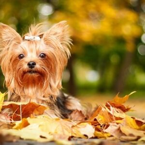 Профилактика и лечение паразитарных заболеваний в осенний период 3 Профилактика и лечение паразитарных заболеваний в осенний период