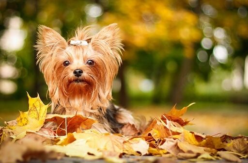 Профилактика и лечение паразитарных заболеваний в осенний период