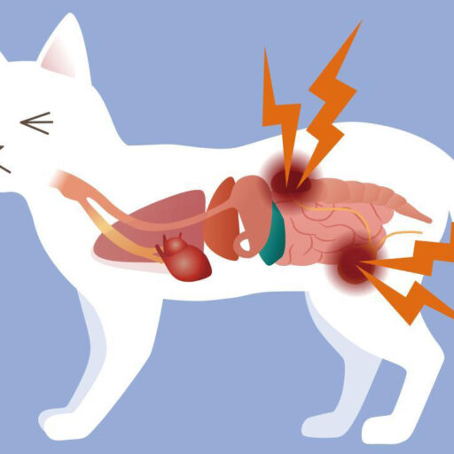 Заболевания мочевыводящих путей у домашних животных в холодную погоду: осторожно, ноябрь!