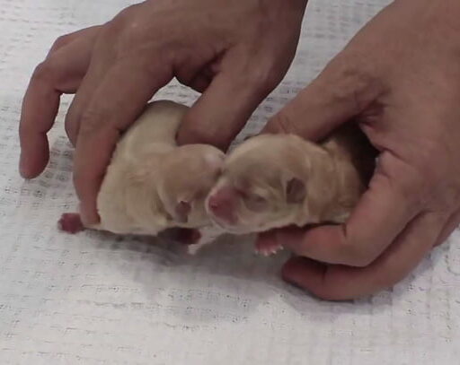 Перинатальная смертность и синдром угасания щенков: научный подход