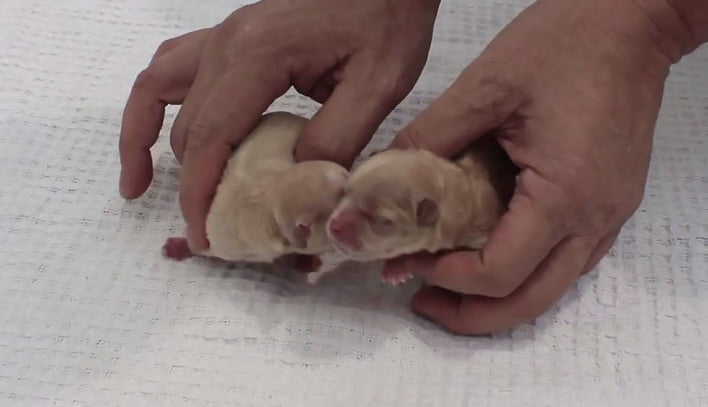 Перинатальная смертность и синдром угасания щенков: научный подход