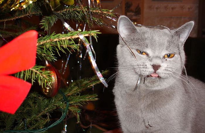 Чем опасны праздники для животных: последствия застолья и фейерверков