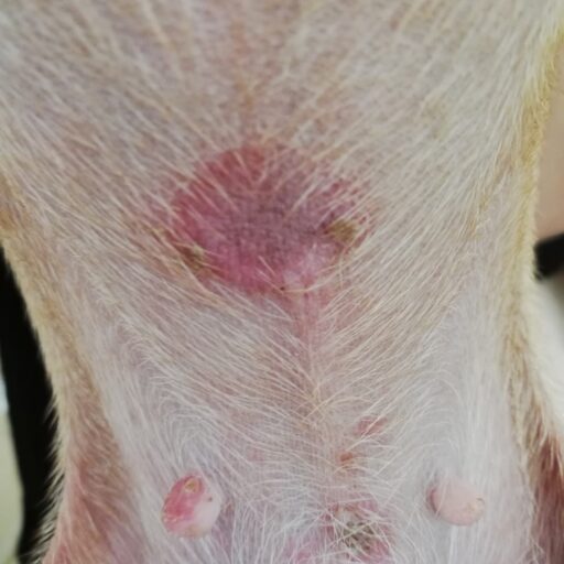 Аутоиммунные дерматозы у мелких домашних животных: этиология, патогенез и клинические признаки