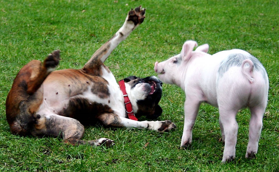 Болезнь Ауески у собак и кошек: опасность, «нулевой пациент» и как лечить