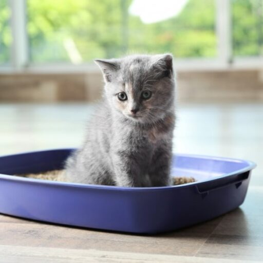 Котёнок крутится в лотке и кричит: что происходит?