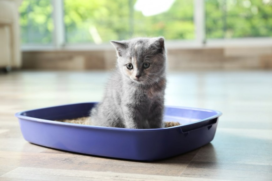 Котёнок крутится в лотке и кричит: что происходит?